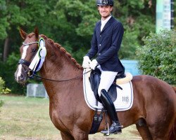 dressage horse Zackson (Hanoverian, 2015, from Zack)