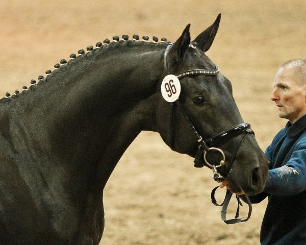 stallion San Riant (Finnish Warmblood, 2010, from San Amour I)