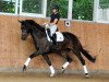 dressage horse Adele (Westphalian, 2016, from Ac-Dc 4)