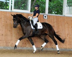 dressage horse Adele (Westphalian, 2016, from Ac-Dc 4)