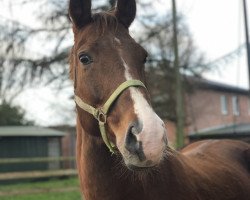 broodmare Debby M (Hanoverian, 2003, from Don Vino)