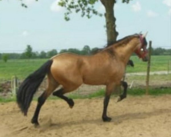 stallion Jesko (Pura Raza Espanola (PRE), 2012, from Halaor J Cortes)