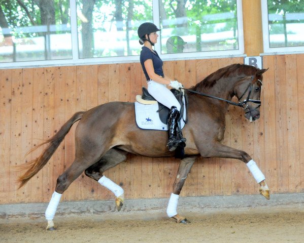 dressage horse A New Love (Mecklenburg, 2017, from Adrenalin)