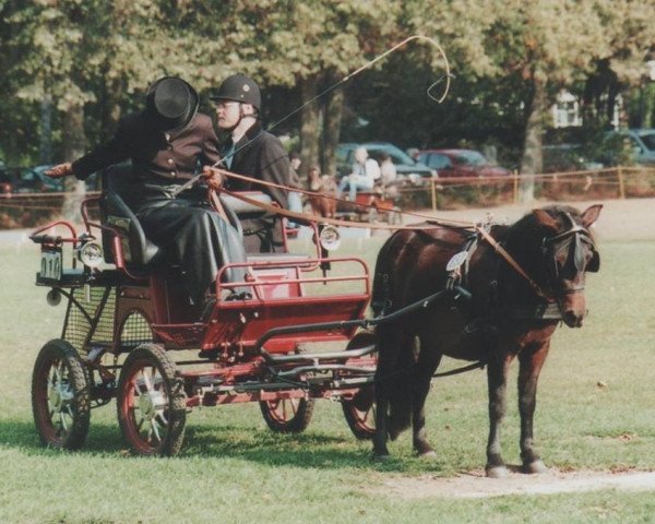 Zuchtstute Soleil von der Ostsee (Shetland Pony, 2001, von Krümel)