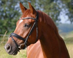 dressage horse Ajani (Rhinelander, 2014, from All At Once)