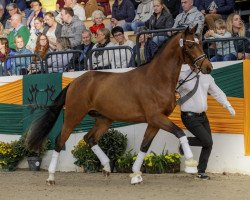 stallion Tempelhof (ex Taryk) (Trakehner, 2017, from Luecke)