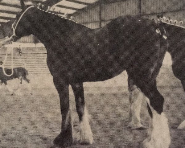 Zuchtstute Northumberland Melinda (Clydesdale, 1984, von Bardrill Prince of Wales)