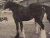 Zuchtstute Northumberland Melinda (Clydesdale, 1984, von Bardrill Prince of Wales)