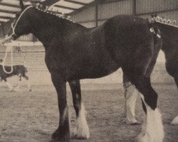 Zuchtstute Northumberland Melinda (Clydesdale, 1984, von Bardrill Prince of Wales)