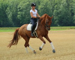 dressage horse Andorra La Velle (German Sport Horse, 2009, from Repertoire 4)