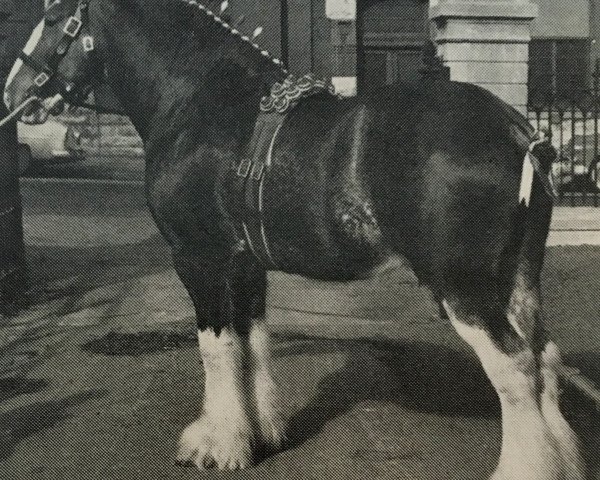 stallion Newton Viceroy (Clydesdale, 1953, from Dunsyre Footprint)
