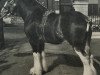 stallion Newton Viceroy (Clydesdale, 1953, from Dunsyre Footprint)