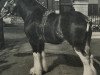 Deckhengst Newton Viceroy (Clydesdale, 1953, von Dunsyre Footprint)