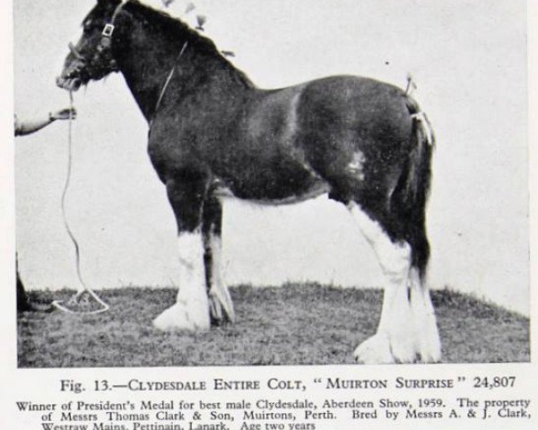stallion Muirton Surprise (Clydesdale, 1957, from Muirton Supreme)
