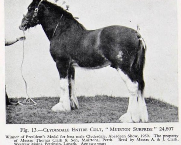 Deckhengst Muirton Surprise (Clydesdale, 1957, von Muirton Supreme)