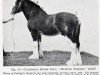 stallion Muirton Surprise (Clydesdale, 1957, from Muirton Supreme)