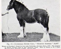 stallion Muirton Surprise (Clydesdale, 1957, from Muirton Supreme)