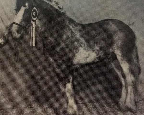 stallion Meadow Hill Prince Edward (Clydesdale, 1990, from Maple Hall Clancy)