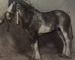 stallion Meadow Hill Prince Edward (Clydesdale, 1990, from Maple Hall Clancy)