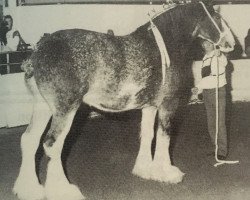 Zuchtstute Matilda Bell (Clydesdale, 1980, von Supreme Factor)