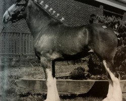 broodmare Maple Stone Barbara Jane (Clydesdale, 2000, from Ayton Magnificent)