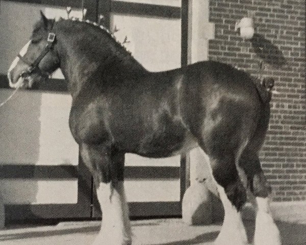 Deckhengst Lloyd's Creek Dan (Clydesdale, 1981, von Tweedsdale Lad)