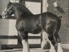 stallion Lloyd's Creek Dan (Clydesdale, 1981, from Tweedsdale Lad)