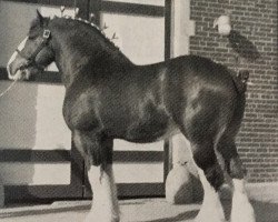 stallion Lloyd's Creek Dan (Clydesdale, 1981, from Tweedsdale Lad)