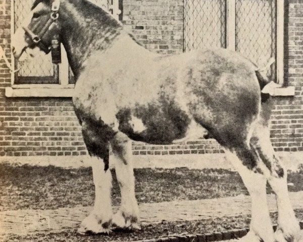 Deckhengst Linton Marcellus (Clydesdale,  )