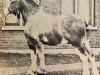 stallion Linton Marcellus (Clydesdale,  )