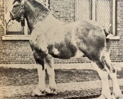 Deckhengst Linton Marcellus (Clydesdale,  )
