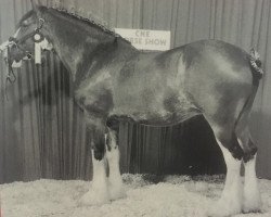 broodmare Laudydale Jenna (Clydesdale, 1985, from Laudydale Bud)