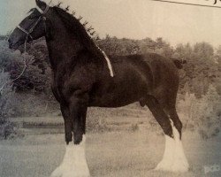 stallion Karvelton Ian (Clydesdale, 1991, from Broadlea Classic Joe)