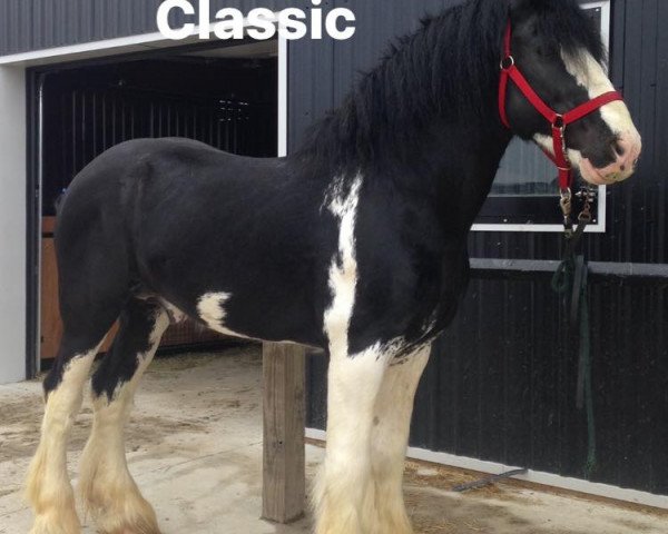 Deckhengst Karvelton Mac's Classic (Clydesdale, 2005, von Tartan Macleod)