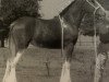 broodmare Carson's Lady in Lace (Clydesdale, 2001, from Carson's Continental Connection)