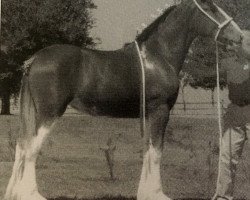 Zuchtstute Carson's Lady in Lace (Clydesdale, 2001, von Carson's Continental Connection)