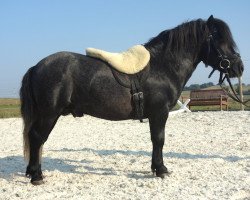 Pferd Benny (Shetland Pony, 2010, von Fetlar)