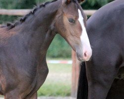 Zuchtstute HK Carry-Ann (Deutsches Reitpony, 2020, von Can Dance 3)