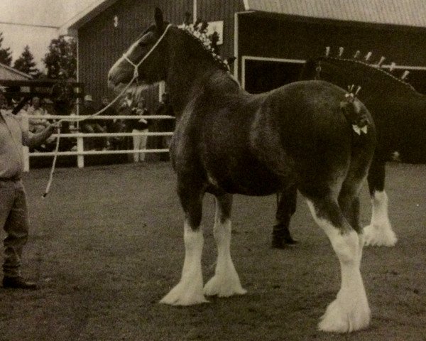 horse Carson's Delight (Clydesdale, 1993, from Ainville Freelance)