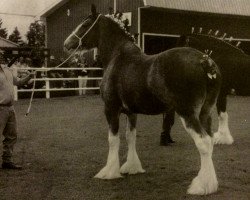 Pferd Carson's Delight (Clydesdale, 1993, von Ainville Freelance)