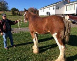 Zuchtstute Carson's Crystal (Clydesdale, 2010, von City Simply the Best)