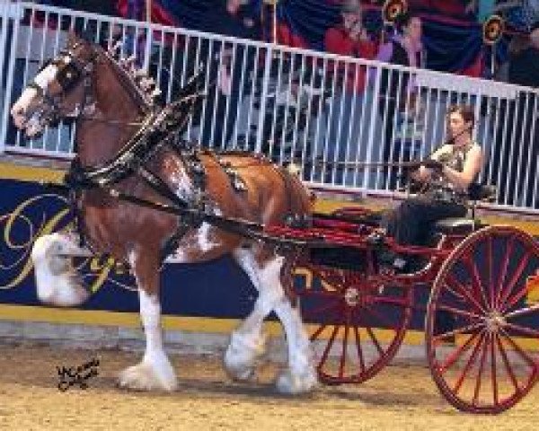 Zuchtstute Carson's Bittersweet (Clydesdale, 2009, von Thistle Ridge Argyll Enhancer)