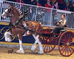 Zuchtstute Carson's Bittersweet (Clydesdale, 2009, von Thistle Ridge Argyll Enhancer)