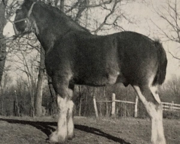 Deckhengst Westerdale Diplomat (Clydesdale, 1983, von Bardrill Strathmore)