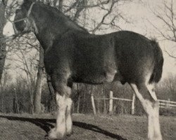 stallion Westerdale Diplomat (Clydesdale, 1983, from Bardrill Strathmore)