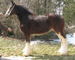 horse Carson's A.L. Jasmine (Clydesdale, 2018, from Alamar L.S. Lightning)