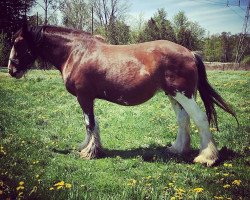 broodmare Carson's Plunton Ivy (Clydesdale, 2004, from Thistle Ridge Argyll Enhancer)