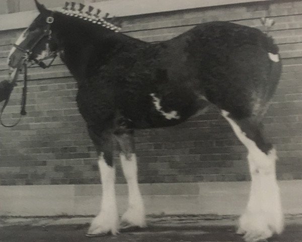 Zuchtstute Carriage Park Farrah Jade (Clydesdale, 1996, von Green Leaf Rainman)