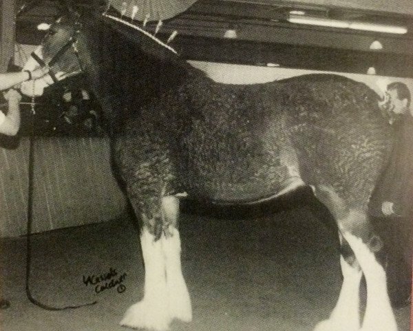 Pferd Carp Valley Beth (Clydesdale, 1999, von Ainville Freelance)