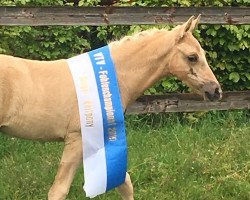 dressage horse Coer Noblesse (German Riding Pony, 2019, from Coer Noble)